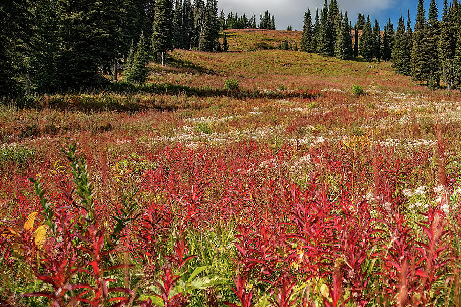 Sun Peaks Wildflowers Photograph by Michael DeGrenier Sun Peaks Wildflowers Photograph by Michael DeGrenier