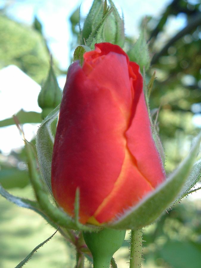 Sun Petal Rose Photograph