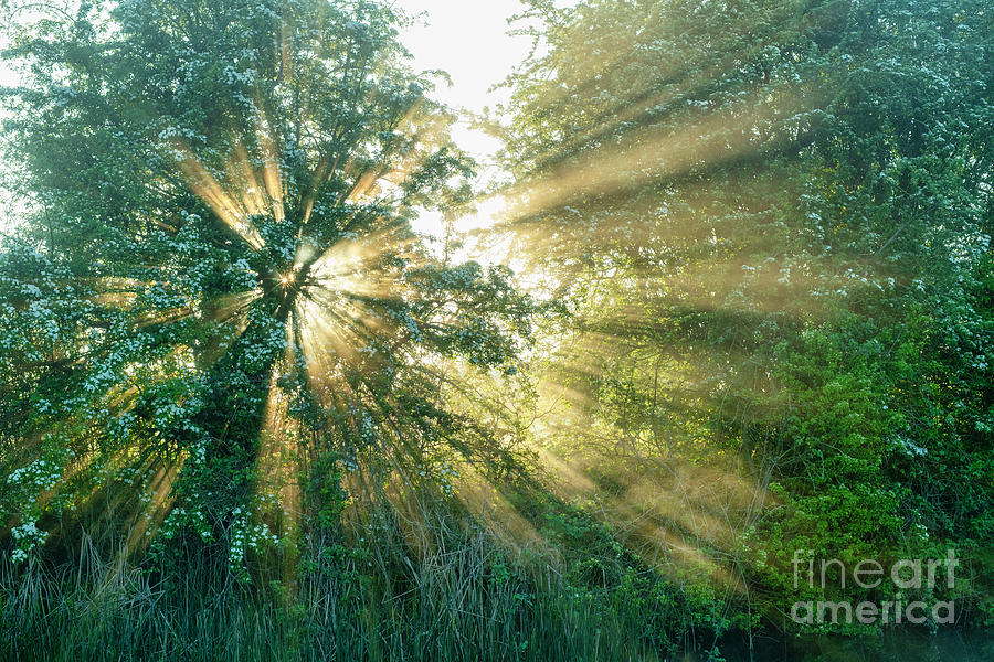 Sun Rays and Mayblossom Photograph by Tim Gainey