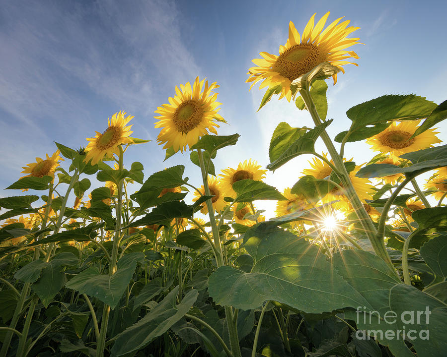 Sun Rays and Sunflowers Photograph by Ernesto Ruiz