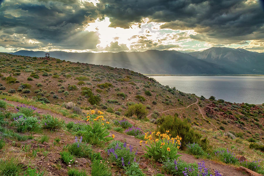 Sun Rays and Wildflowers Photograph by Marc Crumpler