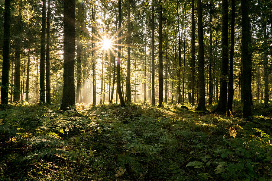 Sun rays filter through a coniferous forest in autumn Photograph by AscentXmedia