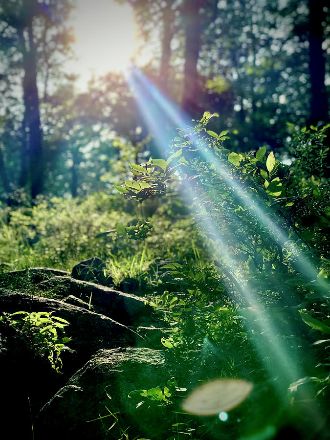 Sun Rays in Nature Photograph by Keith Rousseau - Fine Art America