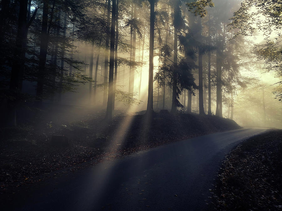 Sun Rays In The Forest Photograph