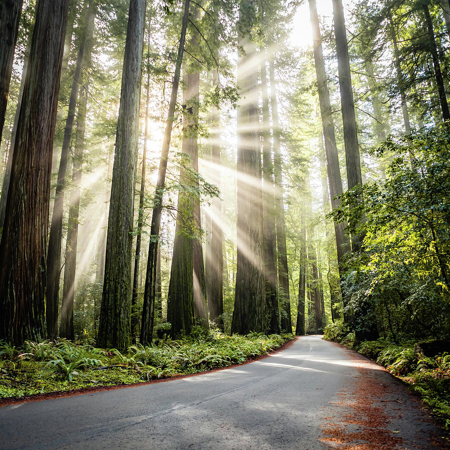 Sun Rays In The Redwoods Photograph