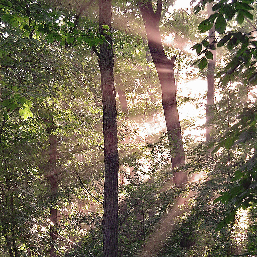Sun Rays in Virginia Digital Art by Nancy Olivia Hoffmann