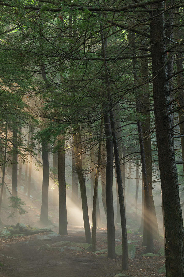 Sun Rays Shining In a Hemlock Forest Photograph by Kristia Adams