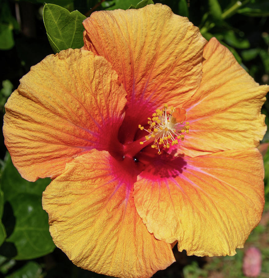 Hibiscus Photograph - Sun Reflection by Tony Spencer