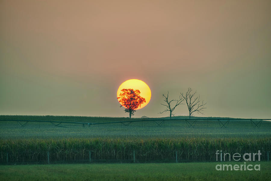 Sun Rising and Tree in Silhouette Photograph by David Arment