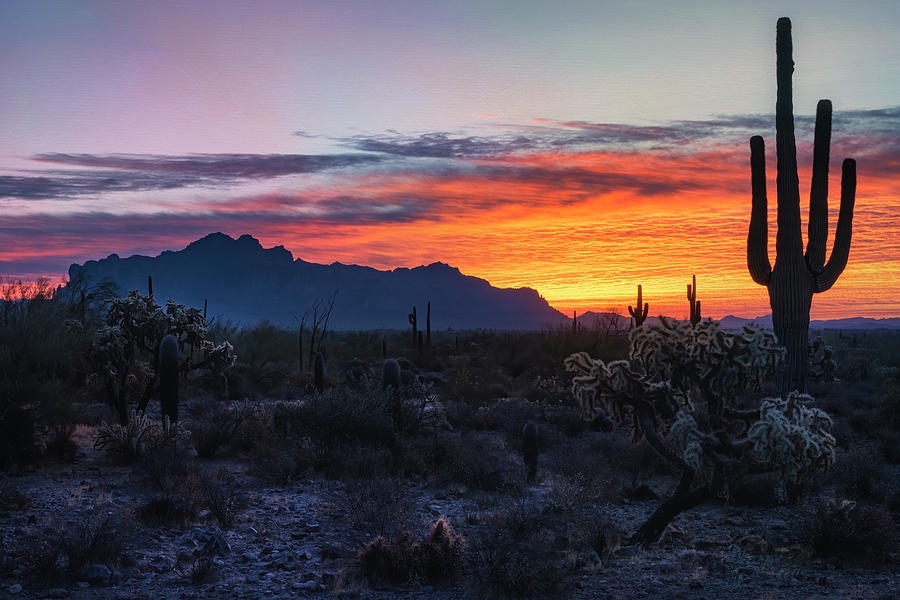 Sun Rising In The Sonoran  Photograph by Saija Lehtonen