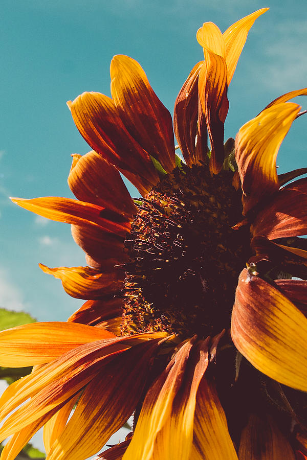 Sunflower Photograph - Sun Seeker Sunflower by Bonny Puckett
