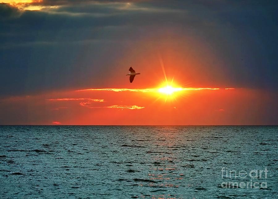 Sun Sets on Seagull Photograph by Lori Lafargue