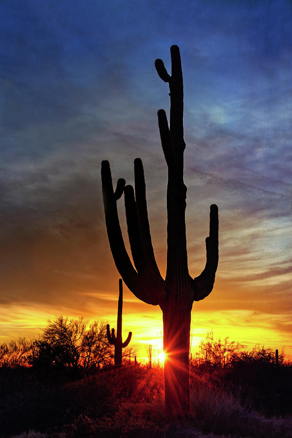 Sun Setting On The Desert  Photograph by Saija Lehtonen