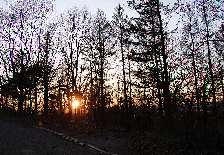 Sun setting through the trees Photograph by Avenue Des Images Sun setting through the trees Photograph by Avenue Des Images