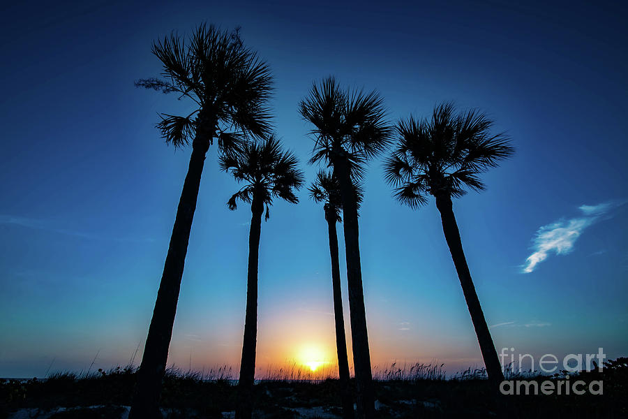 Sun Setting Under the Palms Photograph by Beachtown Views