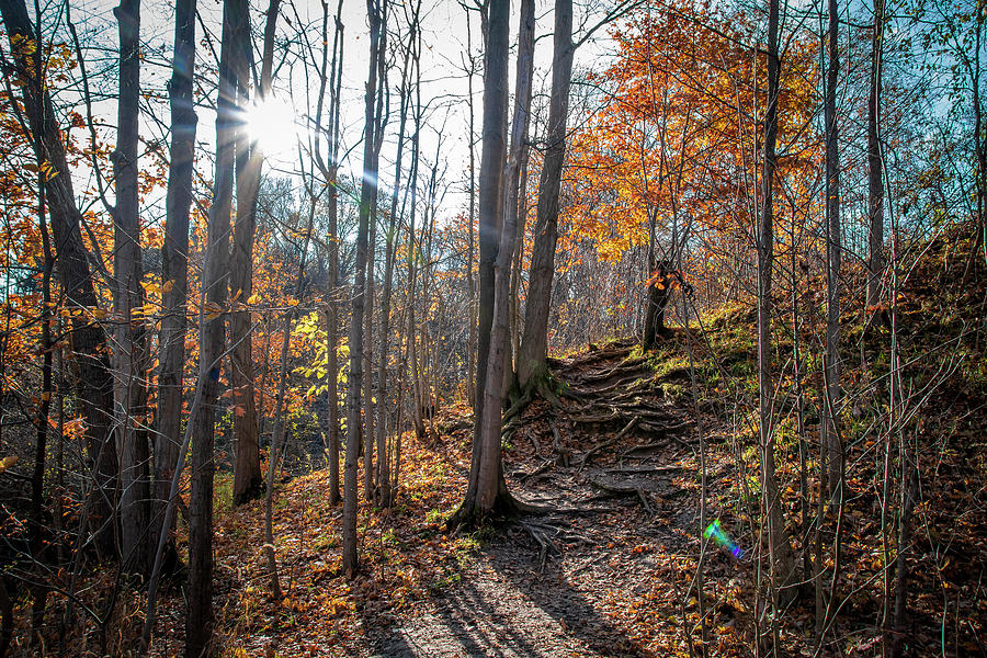 Sun Shines On A Hiking Trail In Ontario Photograph