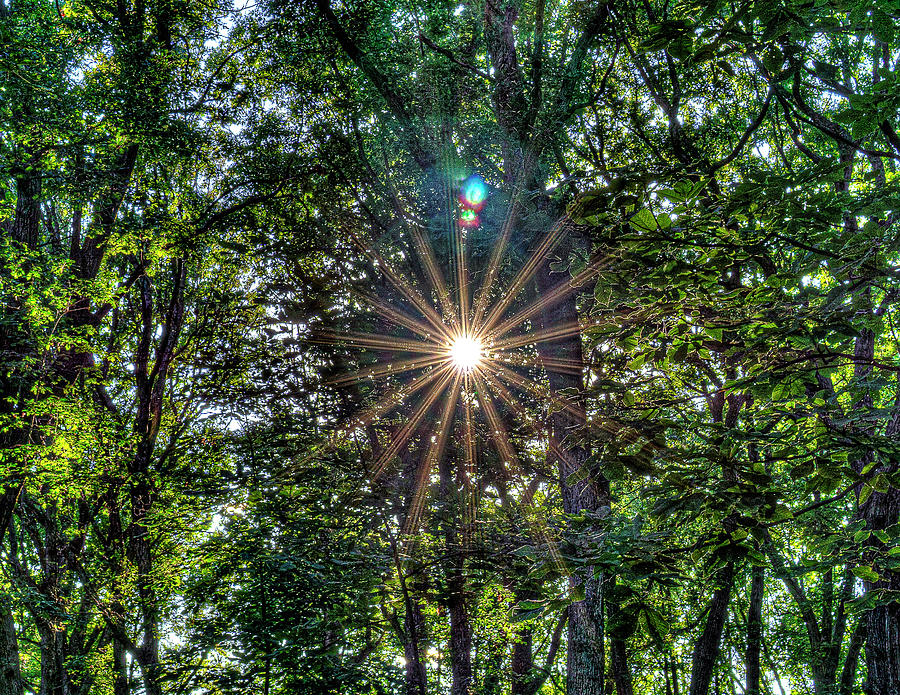 Sun Shining the Trees Photograph by David Morehead