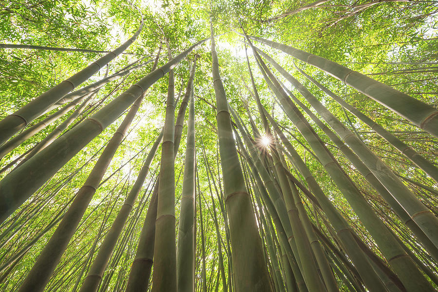 Sun shining through a bamboo forest Photograph by Philippe Lejeanvre