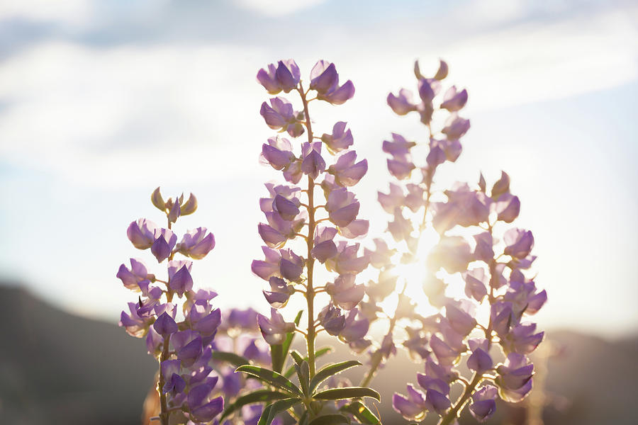 Sun Shining Through Lupine Flowers Photograph by Jeanette Fellows