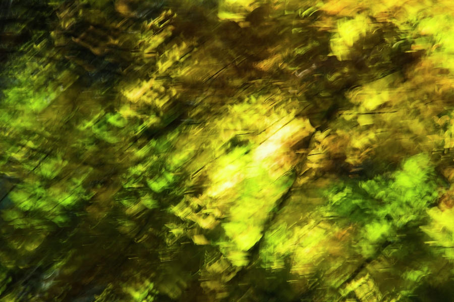 Sun Shining through the Trees by Yulia Kazansky Sun Shining through the Trees by Yulia Kazansky