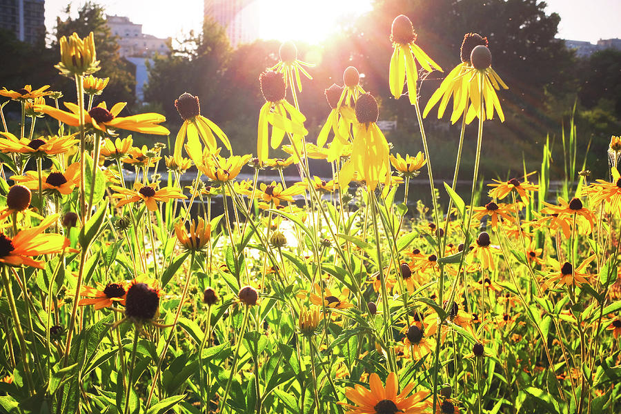 Sun Shining Through Yellow Wildflowers Photograph by Patrick Malon
