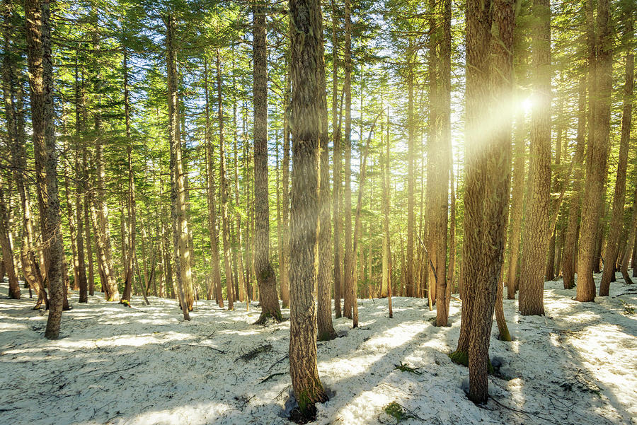 Sun Shinning through Winter Evergreens Photograph by Pelo Blanco Photo
