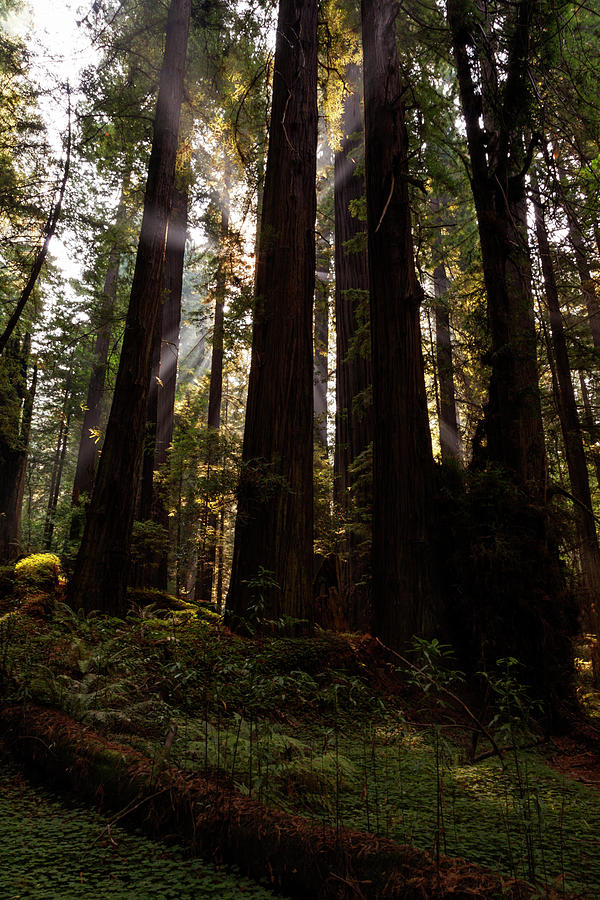 Sun, Smoke, and Redwoods Photograph by Rick Pisio