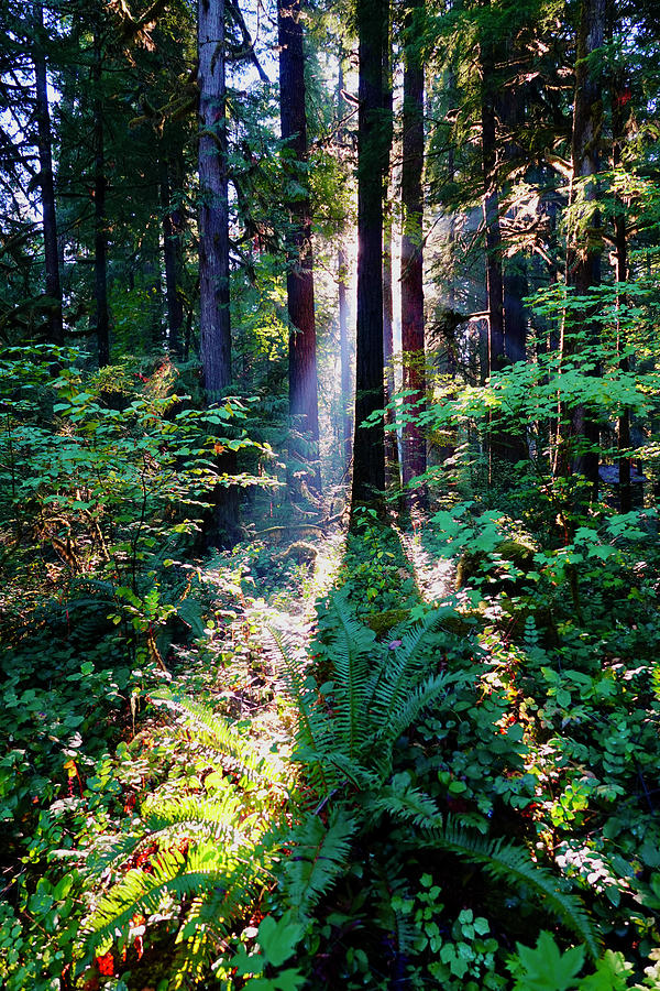 Sun streaming through the forest Photograph by Brent Bunch