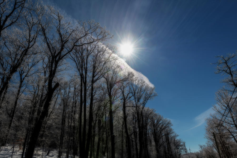 Sun striking tree branches with ice on limbs sunburst Photograph by Dan Friend
