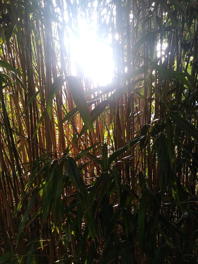 Sun Through Bamboo Photograph by Sabrina Fisher - Fine Art America