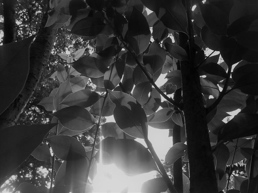 Sun Through Leaves Photograph by W Craig Photography