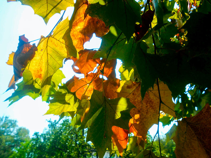 Sun through the American Sycamore leaves Photograph by W Craig Photography