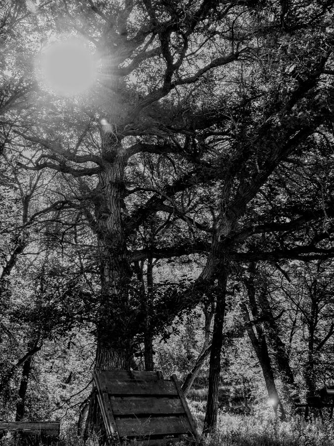 Sun Through The Branches Photograph by Amanda R Wright