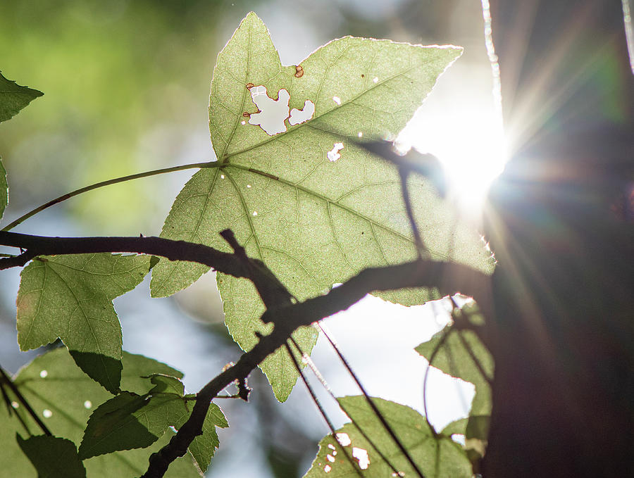 Sun Photograph - Sun Through The Leaves by Karen Rispin