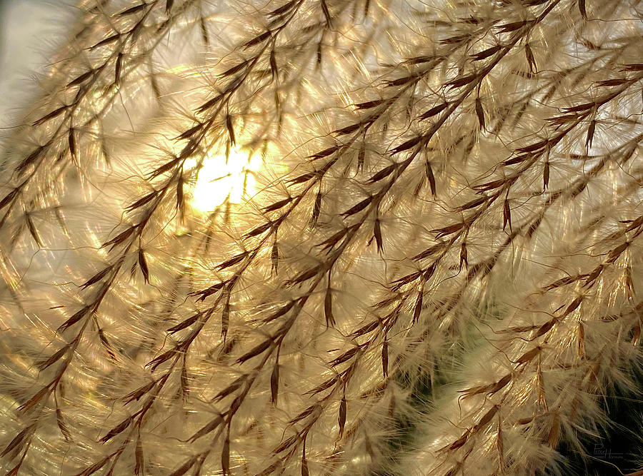 Sun through the Seeds -  Pampas Grass backlit by sun Photograph by Peter Herman