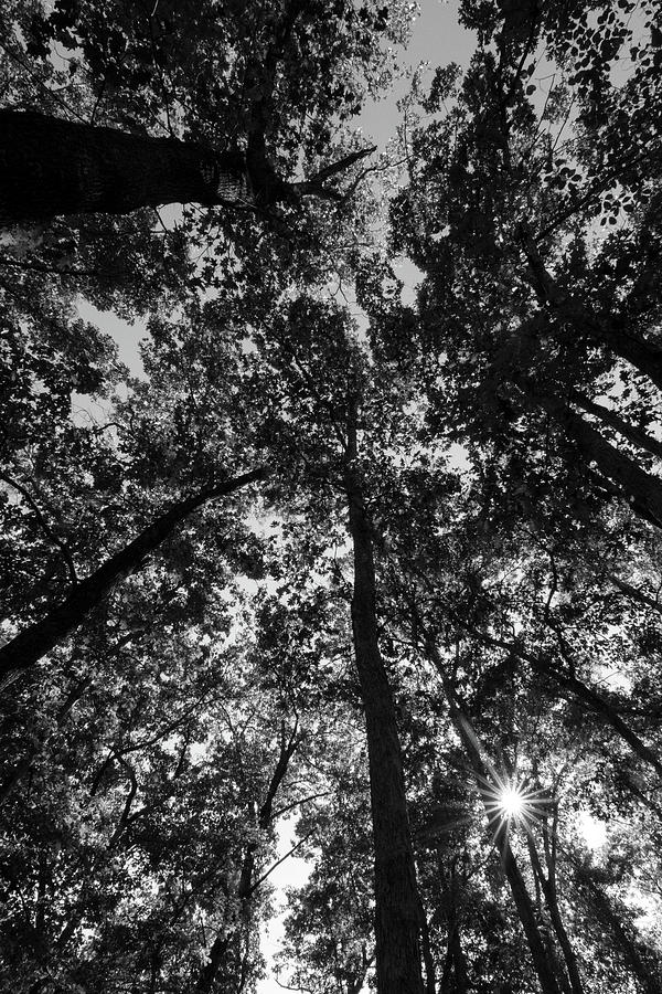 Sun Through The Trees Photograph by Steve Stuller