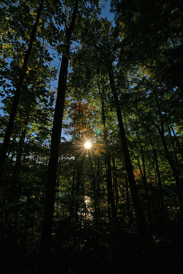 Sun Through Trees Photograph by Lisa Kamolnick