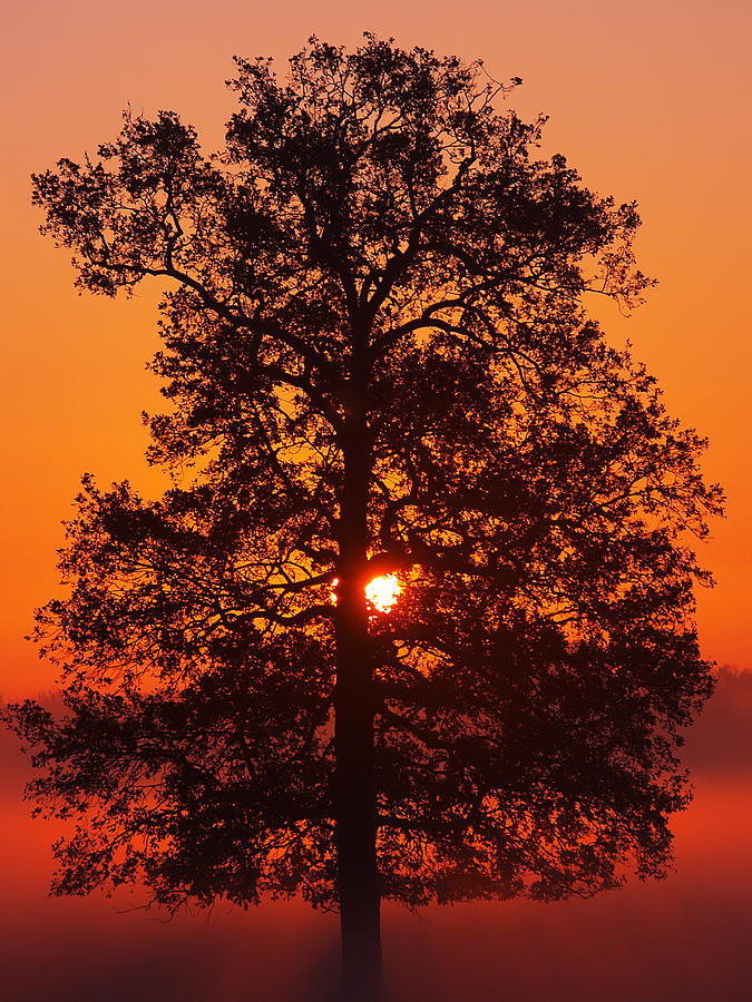 Sun Tree two Photograph by Luc Van de Steeg