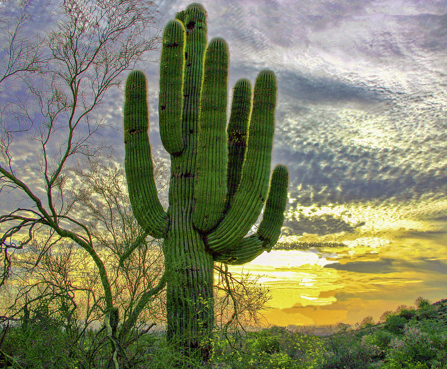 Magnificent Saguaro 48x40 Photograph by Randy Jackson