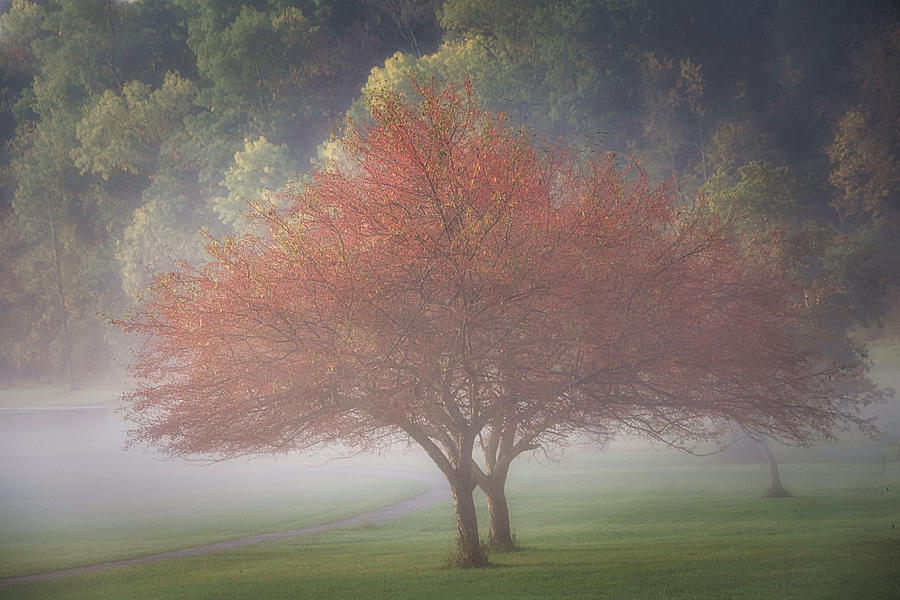 Sun vs Fog Photograph by Jack Wilson