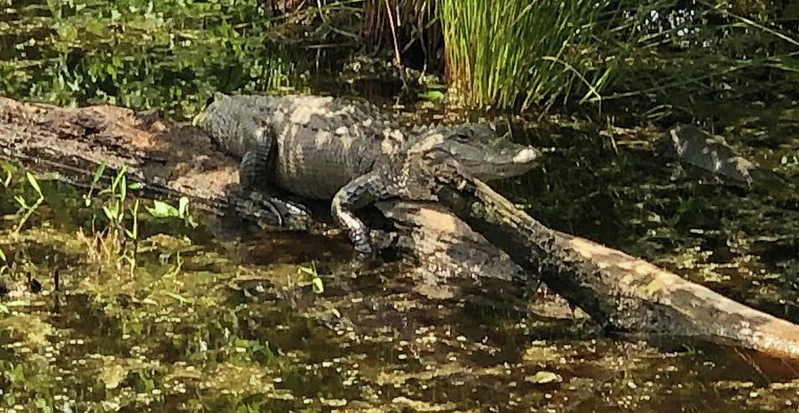 Sunbathing alligator in North Carolina Photograph by Siyano Prach ...