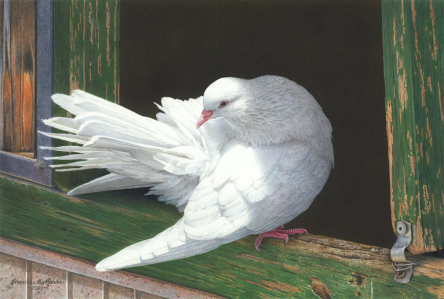 Dove Painting - Sunbathing - Barbary Dove by Frances McMahon Watercolour Bird Artist