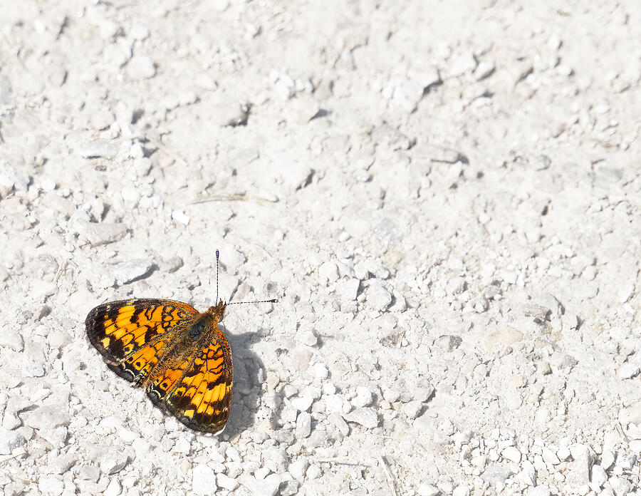 Sunbathing Photograph by Carrie Hannigan Sunbathing Photograph by Carrie Hannigan