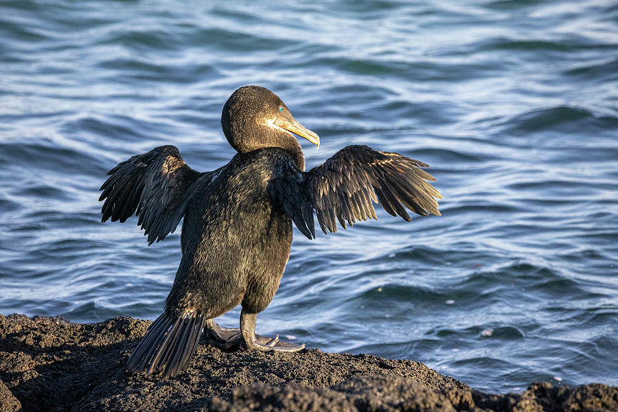 Wildlife Photograph - Sunbathing Cormorant by Alec Klobuchar