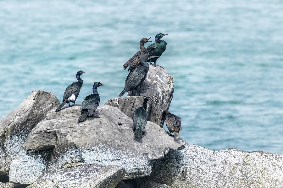 Sunbathing Cormorants Photograph by Belinda Greb
