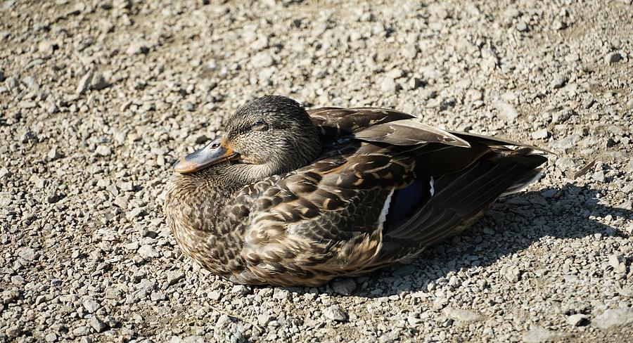 Sunbathing Duck Photograph