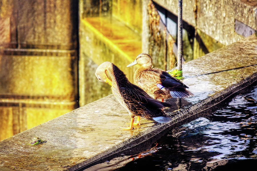 Sunbathing ducks on Rideau Canal Locks Photograph by Tatiana Travelways