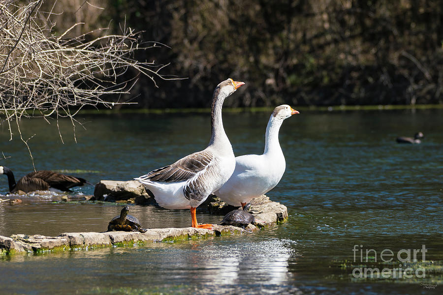 Sunbathing Geese And Turtles Photograph by Jennifer White