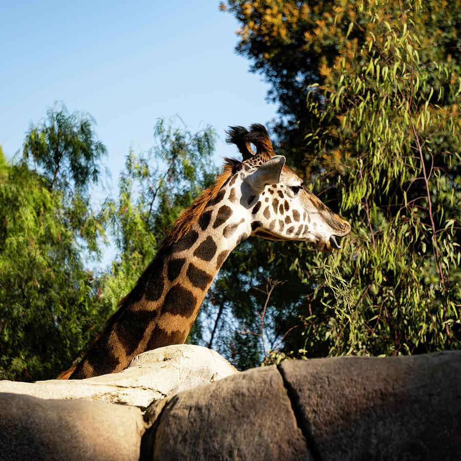 Sunbathing Giraffe Photograph by Christine Ley