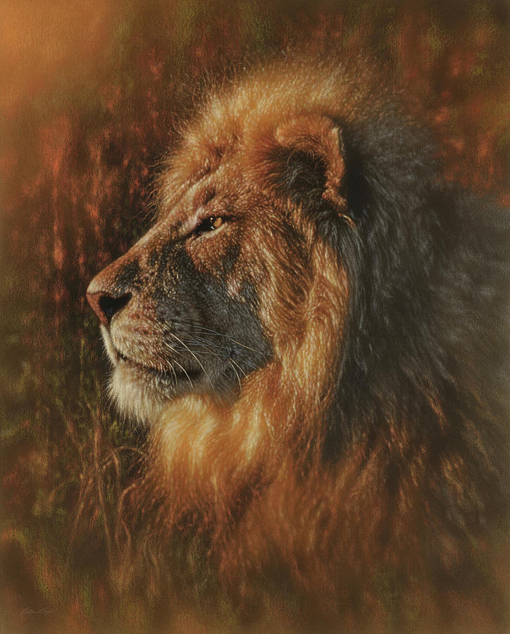 Wildlife Painting - Sunbathing - Lion by Collin Bogle